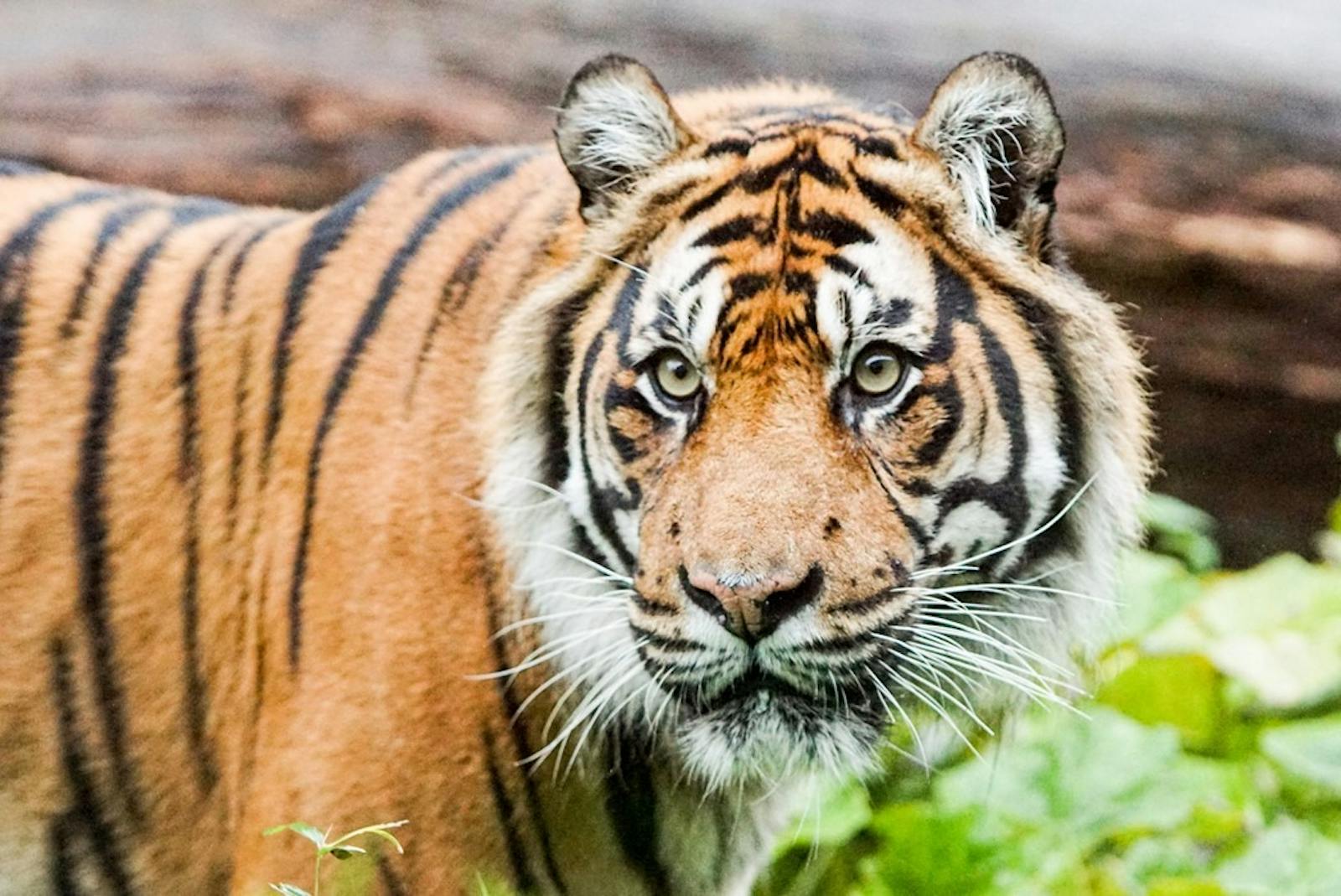 Intens portret van de tijger in het London Zoo