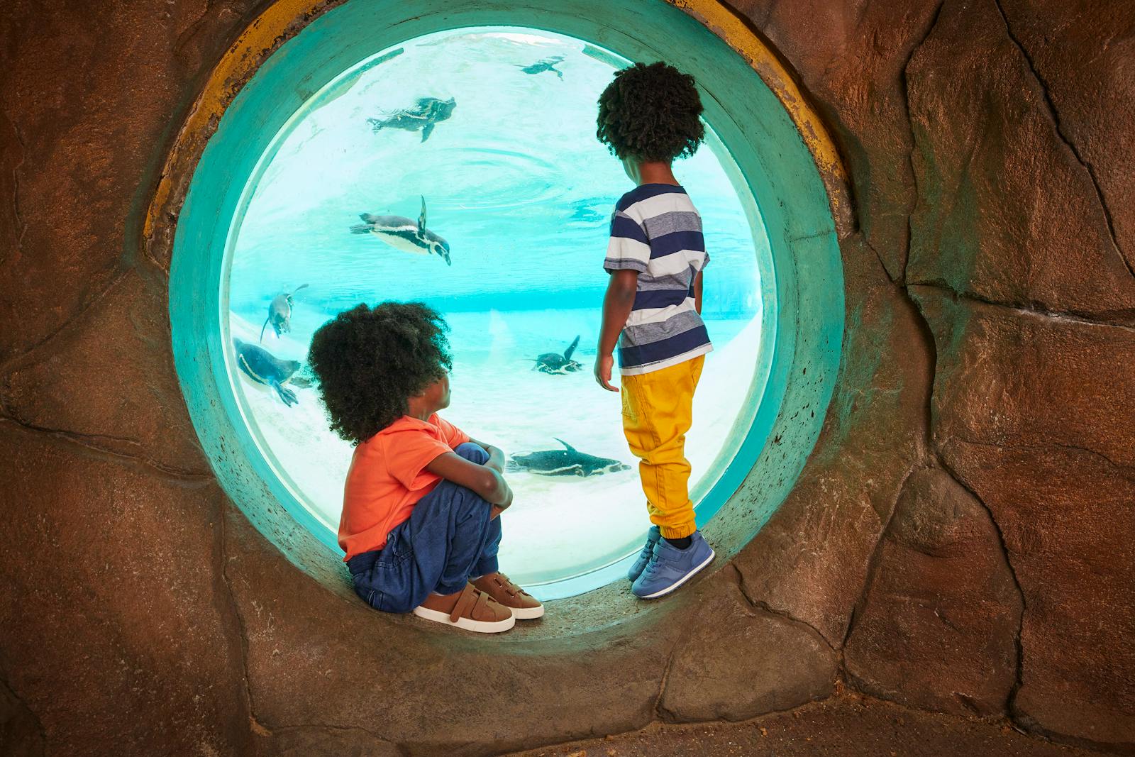 Barn som observerer pingviner i London Zoo